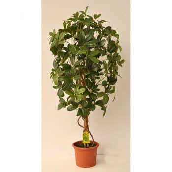 Umelý strom Schefflera Exclusive v kvetináči, 120 cm