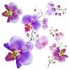 Samolepiaca dekorácia Orchids, 30 x 30 cm - Image 1