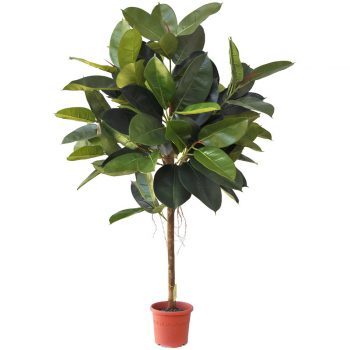 Umelý strom Ficus elastica, 150 cm