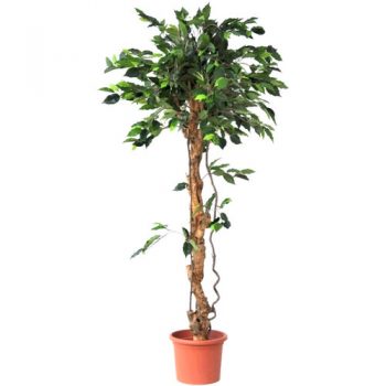 Umelý strom Ficus exclusive, 170 cm