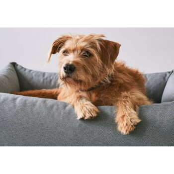 Sivý pelech pre psa 55x70 cm Mare Rock S – MiaCara – Obrázok 6