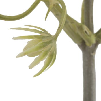 Umelá vetvička (výška 55 cm) – Ixia – Obrázok 3
