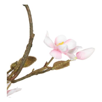 Veniec Magnolia – Ixia – Obrázok 4
