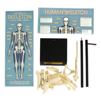 Model kostry Rex London Anatomical – Obrázok 4