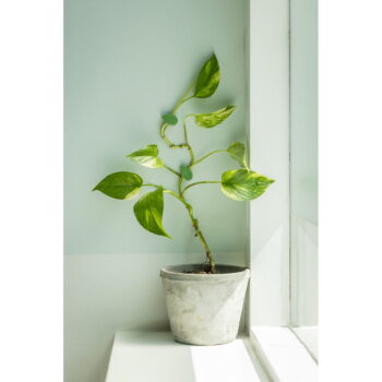 Podpora rastlín 10 ks z recyklovaného plastu (výška  3 cm) – Esschert Design - Image 2