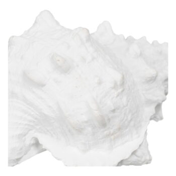 Soška z polyresínu (výška 12 cm) Seashell – Ixia – Obrázok 5
