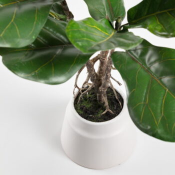 Umelý fikus (výška  60 cm) Lyrata – Kave Home - Image 3