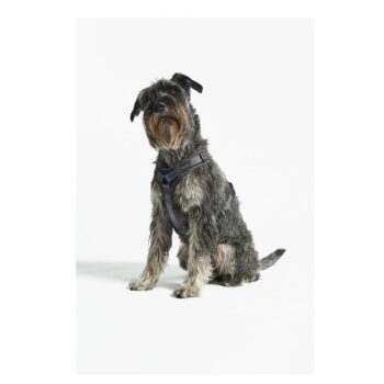 Tmavosivý postroj veľkosť S dĺžka 30 cm Modena Asphalt S – MiaCara – Obrázok 5