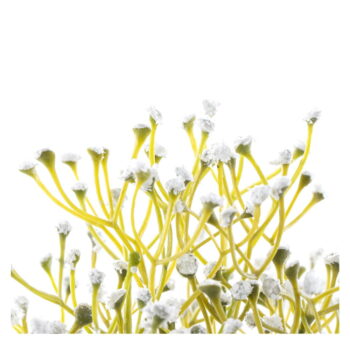 Umelá rastlina (výška 27 cm) Babi – AmeliaHome - Image 3