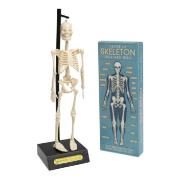 Model kostry Rex London Anatomical – Obrázok 3