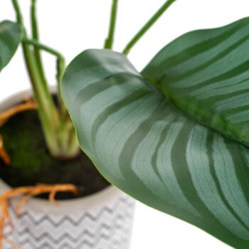 Umelá rastlina (výška 32 cm) Maranta – Ixia - Image 7