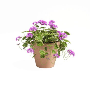 Závesný kvetináč z terakoty ø 16 cm Amalia – Artevasi - Image 2