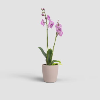 Keramický kvetináč ø 14 cm Thalia – Artevasi - Image 5