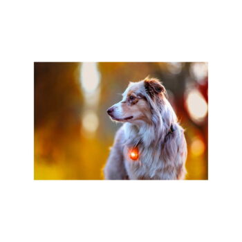 LED svetlo na obojok Amber – Orbiloc - Image 11