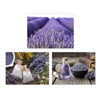 Obrazy v súprave 3 ks 30x40 cm Lavender – Casa Selección