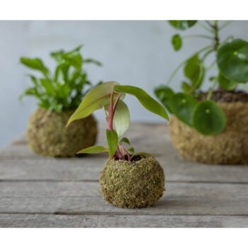 Kvetináč ø 9 cm Kokedama – Esschert Design - Image 3