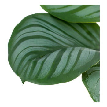 Umelá rastlina (výška 32 cm) Maranta – Ixia - Image 5