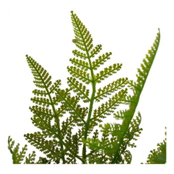 Umelá papraď (výška 45 cm) – Casa Selección – Obrázok 2