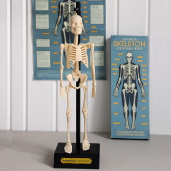 Model kostry Rex London Anatomical – Obrázok 5