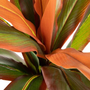 Umelá rastlina (výška 140 cm) Dracena – Ixia - Image 2