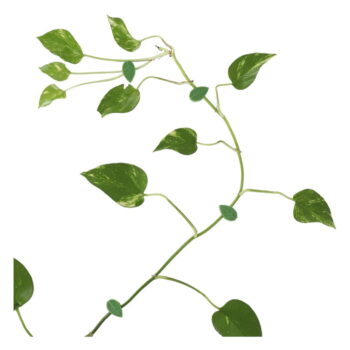 Podpora rastlín 10 ks z recyklovaného plastu (výška  3 cm) – Esschert Design - Image 3
