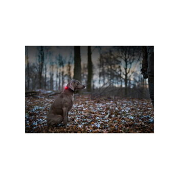LED svetlo na obojok Red – Orbiloc - Image 5