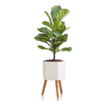 Biely samozavlažovací kvetináč Tomasucci Calla, ø 22,8 cm - Image 2
