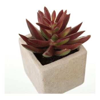 Umelé rastliny v súprave 6 ks (výška  9,5 cm) Cactus – Casa Selección - Image 5