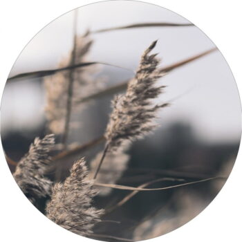 Obrázok ø 40 cm Mellow Grasses 3 – Malerifabrikken