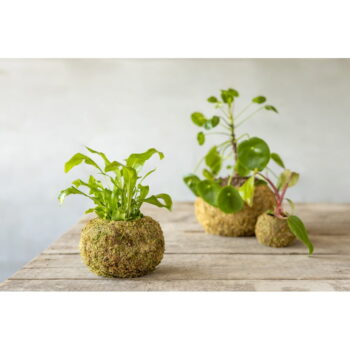 Kvetináč ø 14,5 cm Kokedama – Esschert Design - Image 3