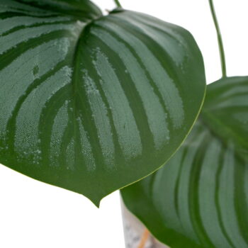 Umelá rastlina (výška 32 cm) Maranta – Ixia - Image 4