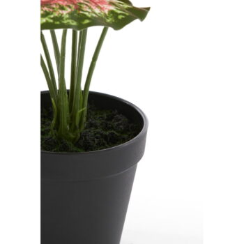 Umelá rastlina (výška 40 cm) Caladium – Light & Living - Image 3