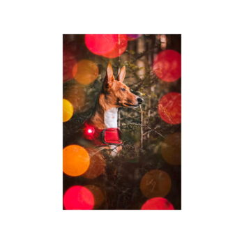 LED svetlo na obojok Red – Orbiloc - Image 10