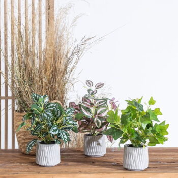Umelá rastlina (výška 39 cm) Ivy – Ixia – Obrázok 2