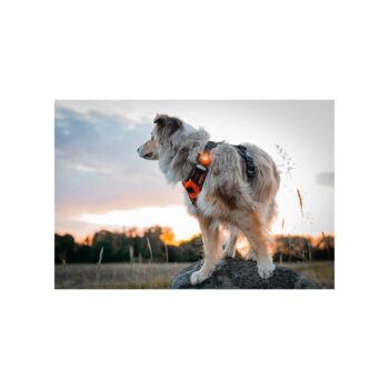 LED svetlo na obojok Amber – Orbiloc - Image 9