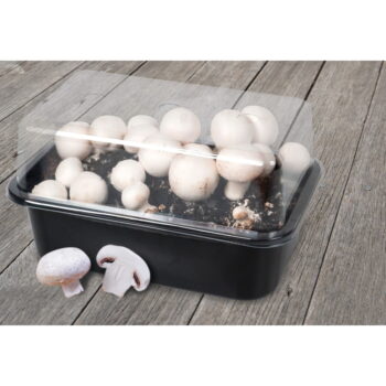Pestiareň Field Mushroom – Esschert Design - Image 5
