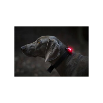 LED svetlo na obojok Red – Orbiloc - Image 2