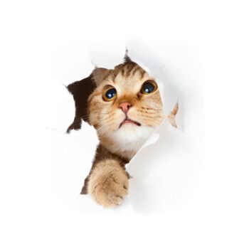 Samolepka Ambiance Cat in Hole – Obrázok 2
