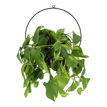 Čierny nástenný držiak na kvetináč Esschert Design Planter - Image 2