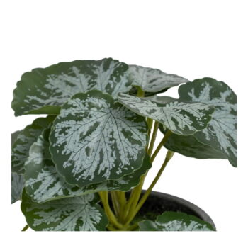 Umelá rastlina (výška 21,5 cm) Saxifraga – Ixia – Obrázok 2