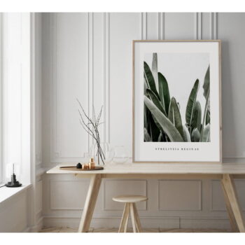 Plagát v ráme 50x70 cm Strelitzia - Styler - Image 2