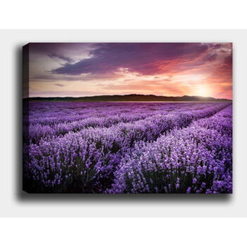 Obraz 100x70 cm Lavender Field – Wallity - Image 3