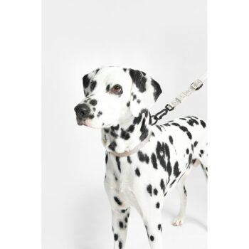 Béžový obojok veľkosť M/L dĺžka 35 cm Modena Greige M/ML – MiaCara - Image 3