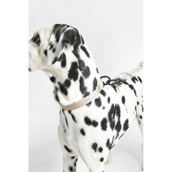 Béžový obojok veľkosť M/L dĺžka 35 cm Modena Greige M/ML – MiaCara - Image 7
