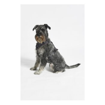 Tmavosivý postroj veľkosť S dĺžka 30 cm Modena Asphalt S – MiaCara – Obrázok 4