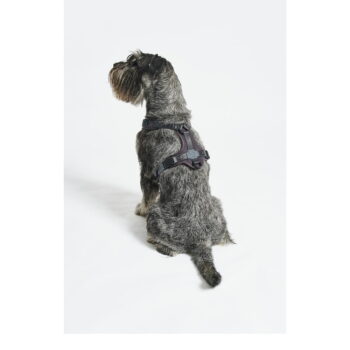 Tmavosivý postroj veľkosť S dĺžka 30 cm Modena Asphalt S – MiaCara – Obrázok 3