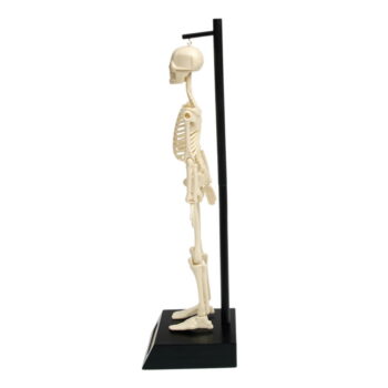 Model kostry Rex London Anatomical – Obrázok 2