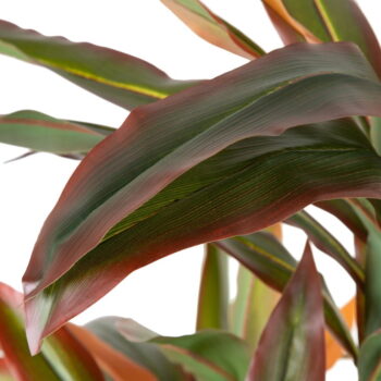 Umelá rastlina (výška 140 cm) Dracena – Ixia - Image 4