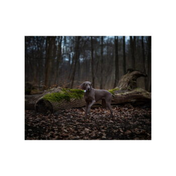 LED svetlo na obojok Dark – Orbiloc - Image 5