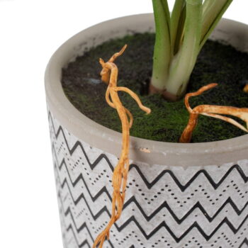 Umelá rastlina (výška 32 cm) Maranta – Ixia - Image 3